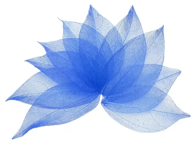 100 dunkelblaue Skelettblätter 5–7 cm für Basteln & Dekoration