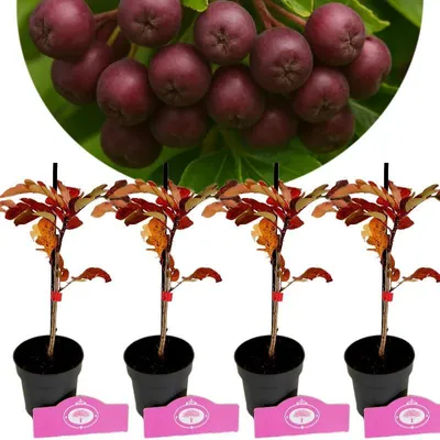 A cluster of dark red berries is shown at the top, with four potted young trees below, each with reddish-brown leaves.