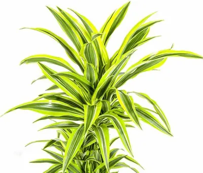 Zdjęcie produktu dla Drzewo smocze Dracaena deremensis Lemon Lime – średnica 24 cm – wysokość 130–150 cm – egzotyczna roślina doniczkowa o zielono-żółtych liściach – łatwa w pielęgnacji i oczyszczająca powietrze