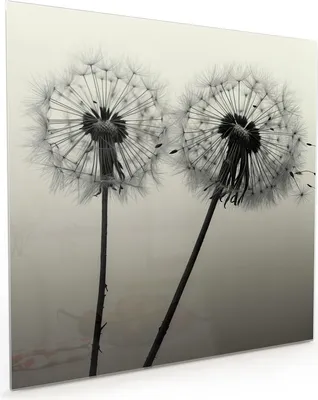 Produktbild von Küchenrückwand Spritzschutz Glas mit Motiv Pusteblume Schwarz 40 x 40 cm