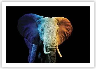 Produktbild von Poster - Poster ohne Rahmen - Bunt Elefant Fotografie - 70x50 cm - Wand Bild - Wanddeko - Wandbilder - Kunstposter - Wandposter - Bilder - Kunstdruck - Wanddekoration - Wandbild - P2XAA70x50-4768