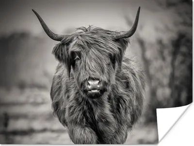 Produktbild von MuchoWow® Poster Schottischer Highlander - Schwarz und Weiß 120x90 cm - Wandbild