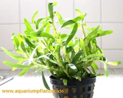 Produktbild von 1 Topf Trugkölbchen, Heteranthera zosterifolia
