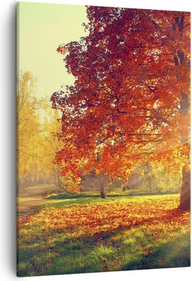 Produktbild von Bild auf Leinwand - Leinwandbild - Einteilig - Park Herbst Baum - 50x70cm - Wand Bild - Wanddeko - Wandbilder - Leinwanddruck - Kunstdruck - Wanddekoration - Leinwand bilder - Wandbild - PA50x70-3654