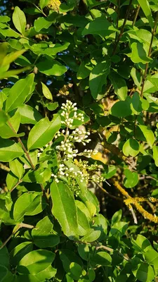 Image de Ligustrum ovalifolium / Troène de Californie
