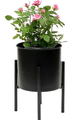 A potted pink rose plant sits on a black metal stand against a white background.