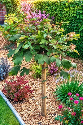 Produktbild von Feldahorn Acer Campestre Nanum Hochstamm 120 - 150 cm Ahorn