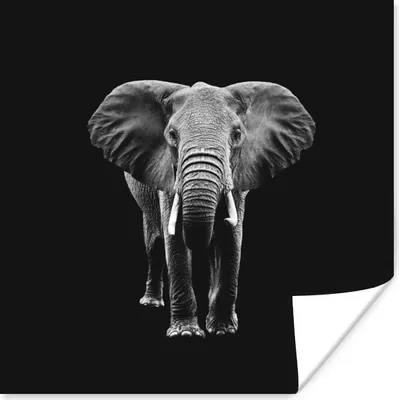 Produktbild von MuchoWow® Poster Elefant - Zähne - Tiere - Schwarz - Weiß 50x50 cm - Wohnzimmerdekoration