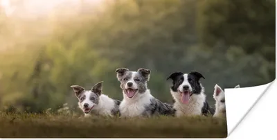 Produktbild von MuchoWow® Poster Vier Hunde in einer Reihe liegend 160x80 cm - Foto Poster