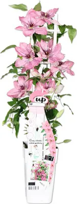 Obrázek produktu pro Plamének fialový/růžový FloraSelf Clematis Boulevard výška 45 cm květináč Ø 15 cm