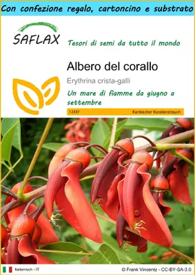 Immagine prodotto di SAFLAX Set regalo - Albero del corallo - 6 semi - Erythrina