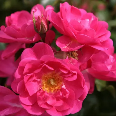 Image de Rosa - Kordes Rigo-Rose - Rosa 'Neon'®