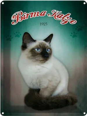 Produktbild von vianmo Blechschild 40x30 cm Katze Birma 1925