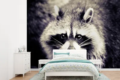 Produktbild von MuchoWow® Fototapete für Wohnzimmer oder Schlafzimmer Wandtapete Vinyl Motivtapete Waschbär schaut in die Kamera - 415x300 cm - Küche