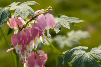 Produktbild von Dicentra spectabilis, Tränendes Herz, rosa, ca. 9x9 cm Topf