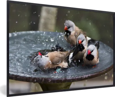 Produktbild von MuchoWow® MuchoWow® Gerahmtes Poster Vogeltränke - Wasser - Vogel 90x60 cm - Poster mit zchwarzem Bilderrahmen - Fotorahmen - Foto-Plakat