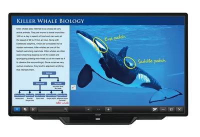 Immagine prodotto di Sharp PN-80TC3 - 2,03 m (80 pollici) - 300 cd/m² - 4 ms - 4000:1 - 1920 x 1080 pixel - LCD