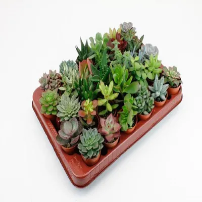 Produktbild von Lock | Succulenten 30 Stuks Potmaat 5,5Cm