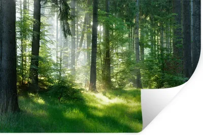 Produktbild von MuchoWow® Wandtattoo Wandsticker Wandaufkleber Natur - Bäume - Wald - Grün - Sonne - Gras - Pflanzen 120x80 cm Selbstklebend und Repositionierbar - Selbstklebend - Fototapeten