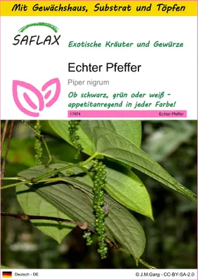 Produktbild von SAFLAX Anzucht Set - Echter Pfeffer - Piper nigrum - 20 Samen - Mit Mini-Gewächshaus, Anzuchtsubstrat und 2 Töpfen