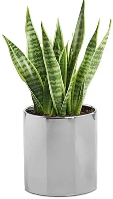 A snake plant in a silver pot against a white background.