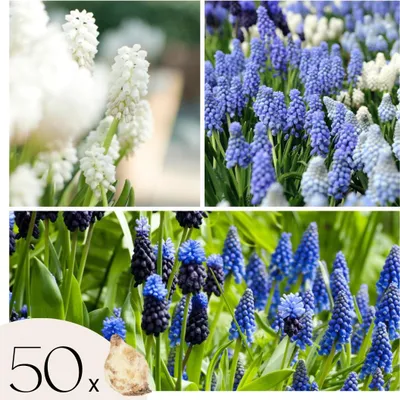 Produktbild von Traubenhyazinthen - 50 Stk - Muscari 'Magic Mix' - Blumenzwiebeln - Mehrfarbig