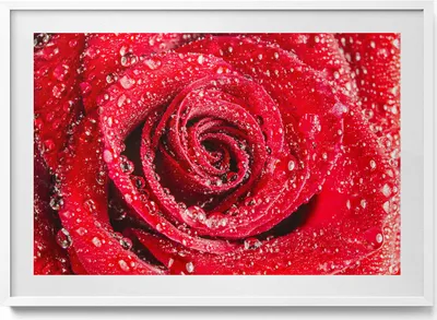 Produktbild von Rose auf roten Rosenblättern– Wandbild mit Rahmen – Gerahmtes Bild  – Wanddekoration – 100x70 cm –  Weiß Rahmen