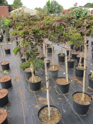 Produktbild von Albizia julibrissin Summer Chocolate - Seidenbaum Summer Chocolate - 90 cm Hochstamm veredelt