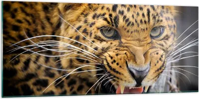 Produktbild von Bilder auf glas - Leopard tier savanne afrika - 120x50cm - Glasbilder - Wandbilder - Kunstdruck - zum Aufhängen bereit - Wanddekoration aus Glas - Glas Bilder - Wandbild auf Glas - GAB120x50-2728