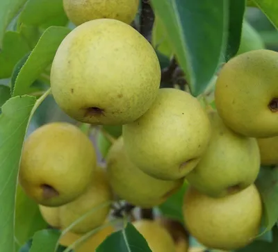 Produktbild von Nashi Nijiseiki Nashibaum - Buschbaum Topfballen (Versandzeit: ganzjährig)