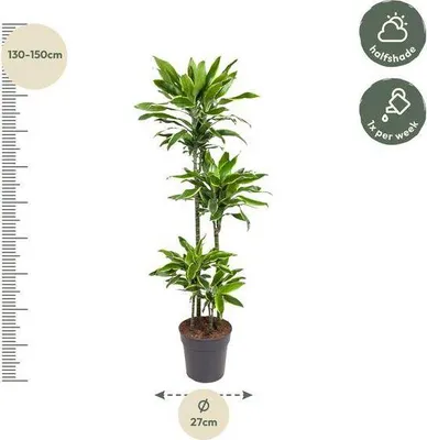 Immagine prodotto di Dracaena Golden Coast Ø27 cm ↕140 cm - Pianta da appartamento di facile manutenzione