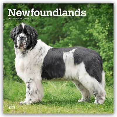 Produktbild von Newfoundlands - Neufundländer 2027 - 16-Monatskalender