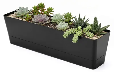 Produktbild von Pflanzkasten Blumenkasten Pflanztrog - Rechteckig - 40 x 10 cm - Schwarz - Mit Ablaufbohrungen