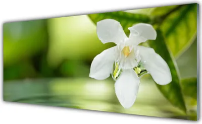 Produktbild von Glasbilder 125x50 Wandbild Druck auf Glas Blume Blätter Pflanzen
