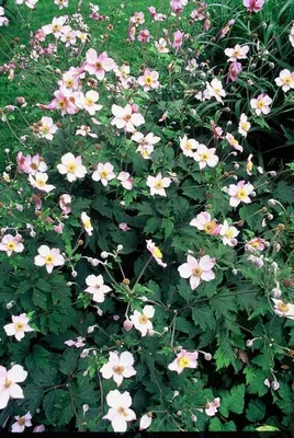 Obrázek produktu pro Podzimní sasanka - Anemone tom. 'Robustissima' - Ø10 - 25cm - Ø9cm - 6 rostlin