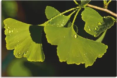 Produktbild von ARTland Leinwandbild Ginkgo Blätter Größe: 60x40 cm