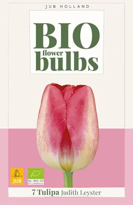 Productafbeelding van Tulipa Judith Leyster bloembol JUB 7 stuks