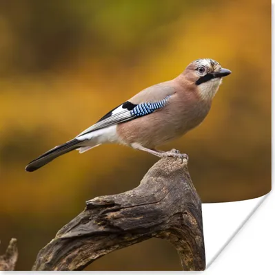 Produktbild von MuchoWow® Poster Vogel - Zweig - Eichelhäher 30x30 cm - Wandposter - Printing