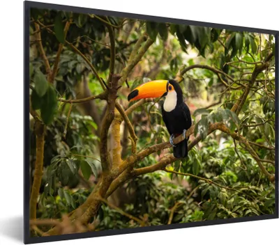 Produktbild von MuchoWow® Gerahmtes Poster Vogel - Tukan - Dschungel - Natur - Tropisch 40x30 cm - Poster mit Schwarzem Bilderrahmen Wandposter Rahmen Foto Bilder - Kunstposter - Wanddekorationen