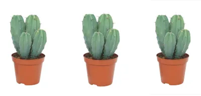 Immagine prodotto di Set di cactus colonnari in confezione da 3