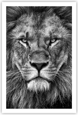 Produktbild von Poster - Poster ohne Rahmen - Porträt Löwe Schwarzweiß - 61x91,5 cm - Wand Bild - Wanddeko - Wandbilder - Kunstposter - Wandposter - Bilder - Kunstdruck - Wanddekoration - Wandbild - P2XPA61x91-4494
