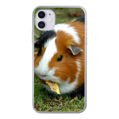Produktbild von MuchoWow® Handyhülle Schutzhülle Hülle für iPhone 11 Meerschweinchen draußen Silikon Softcase Handy Hülle - Handytasche