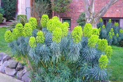 Produktbild von 3 x Euphorbia characias ‚Blue Wonder‘ (winterhart/Staude) Mittelmeer-Wolfsmilch - Stauden Gänge