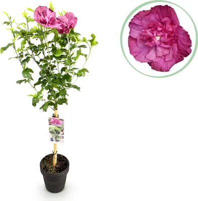 Produktbild von Hibiscus syriacus Magenta Chiffon - Stamm Pflanze - Terrassen Pflanze - Laubabwerfend - Geringer Pflegeaufwand - 80-90cm - Ø19cm - Gartenpflanze