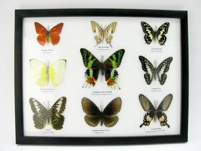 Image de Neuf papillons naturalisés, présentés sous verre dans un cadre photo