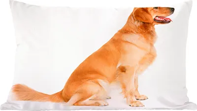 Produktbild von MuchoWow® Zierkissen Sofakissen Wohnzimmer Dekokissen 60x40 cm Seitenansicht eines sitzenden Golden Retrievers - Kopfkissen - Polster mit Foto