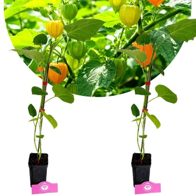 Image de Lot de 2 plants de physalis peruviana 'Colombia Select' – hauteur 50–80 cm – en pot de 9 cm