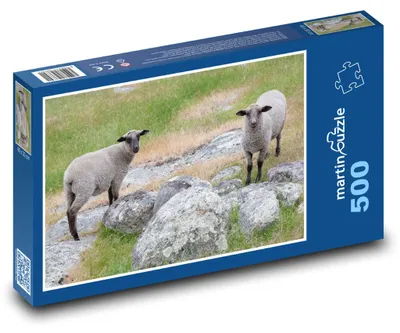 Zdjęcie produktu dla Puzzle 500 Owce na skalistej łące - martinpuzzle
