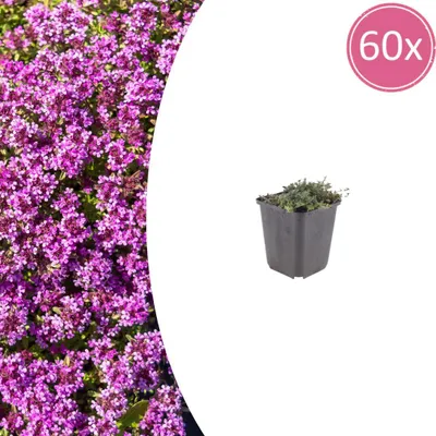 Zdjęcie produktu dla Thymus praecox 'Coccineus' | 60 sztuk - 10-25cm - Ø9cm - Roślina ogrodowa