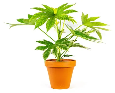 Obrázek produktu pro Gardners Fatsia Japonica variegata, průměr 17 cm